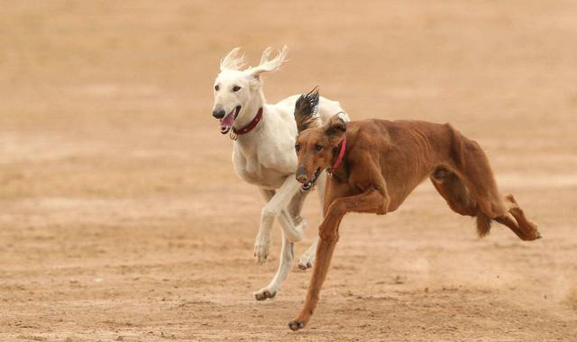河北细犬，河北细犬养殖基地