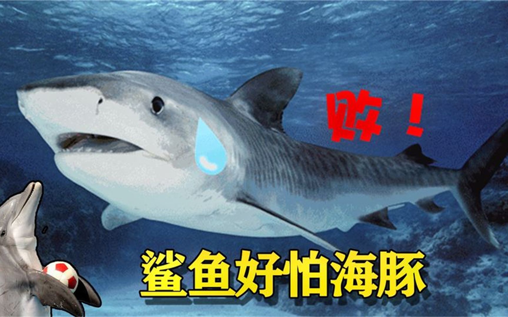 鲨鱼最怕什么，鲨鱼最怕什么颜色