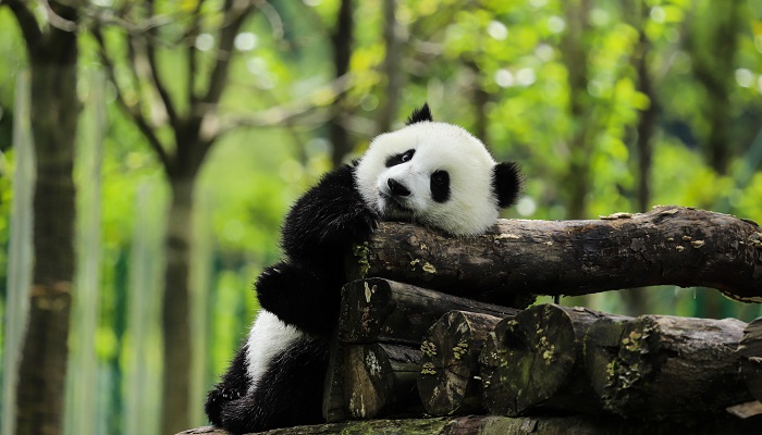 panda复数，panda复数怎么读