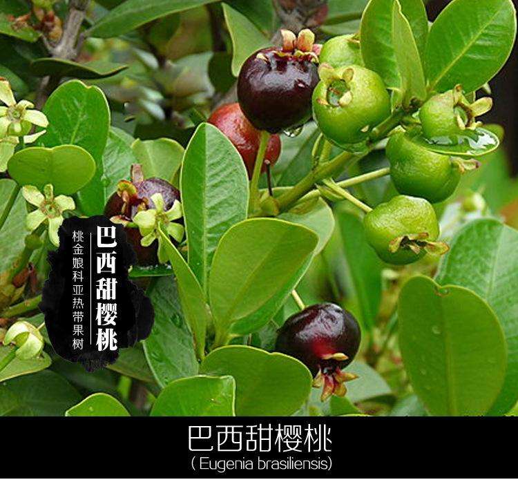 车厘子的花园，车厘子的花园讲了什么故事