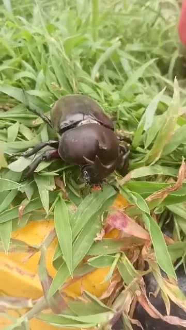 独角仙认主人吗，独角仙的近亲是谁