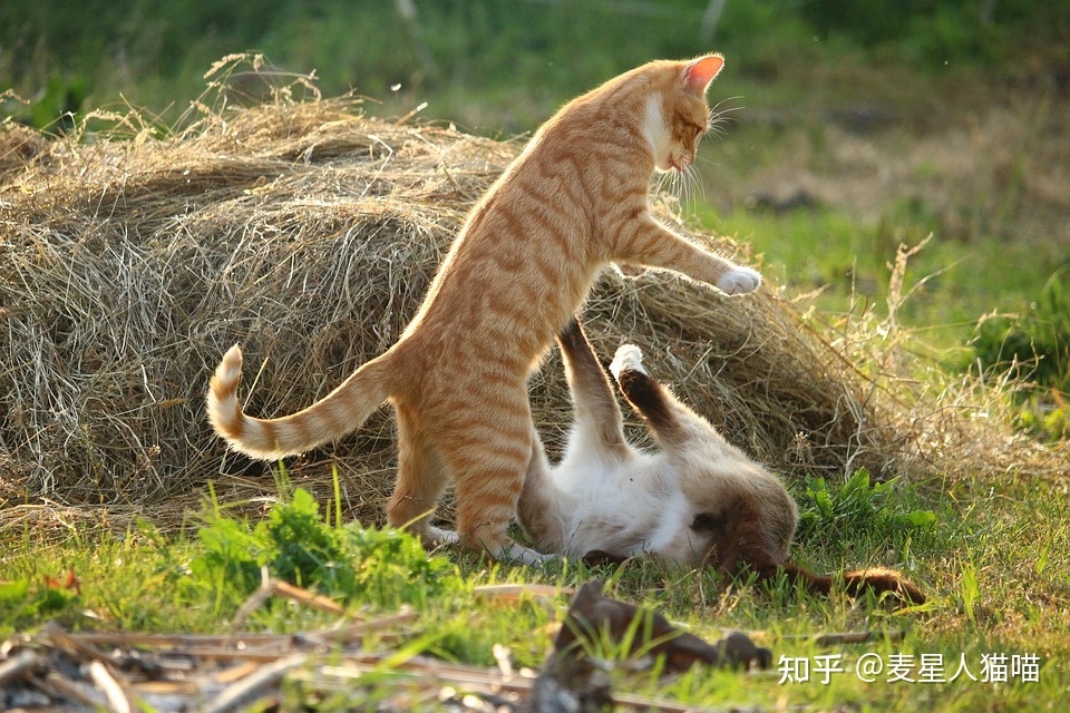 领地意识，领地意识太强是什么心理症状