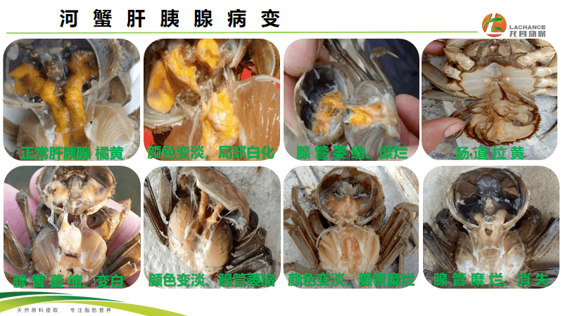 肝胰腺，肝胰腺壶腹部