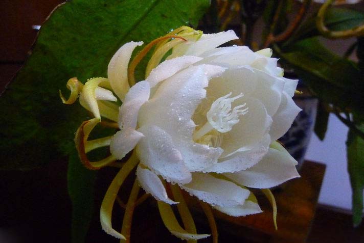 昙花一现为韦陀，昙花开花的寓意什么