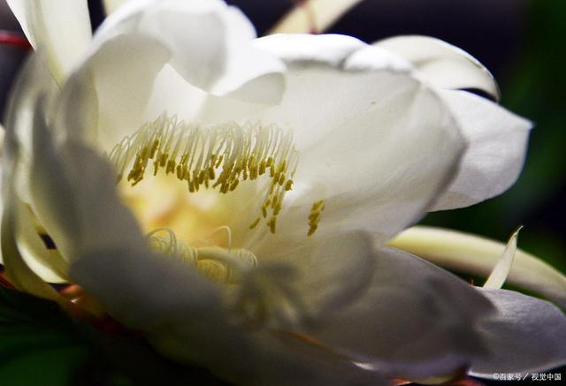昙花一现为韦陀，昙花开花的寓意什么