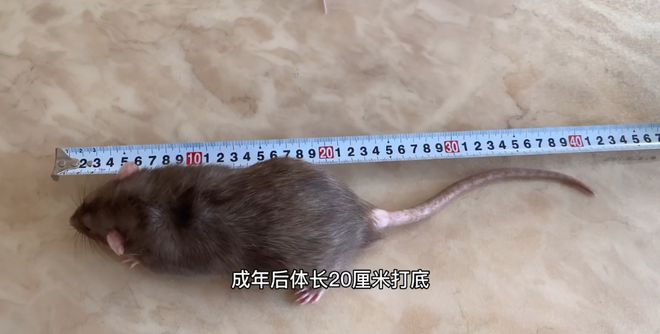 南方老鼠，南方老鼠和北方老鼠的区别图