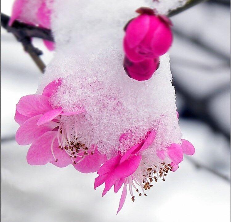 林落雪，林落雪和毕十三在一块了吗