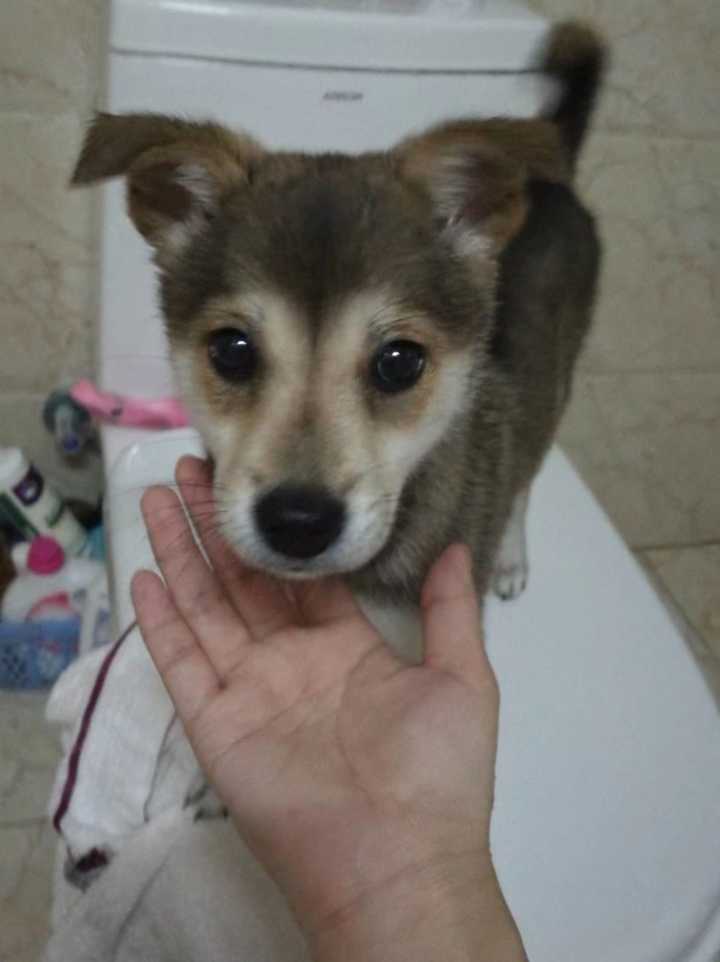 我是学生会长的狗，学生会长请小心笨狗