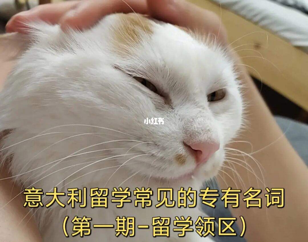 留学名词，留学名词缩写RICE ECE是什么意思啊英语