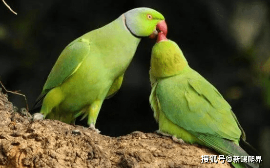 带鹦鹉留学，带鹦鹉外出需要带什么东西