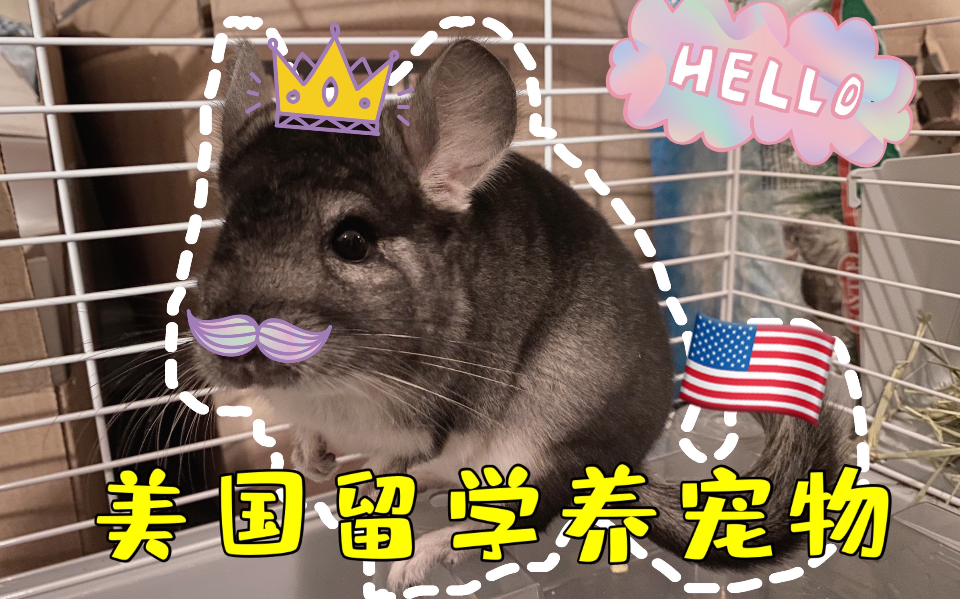 留学养宠物，出国留学宠物