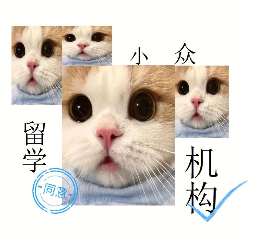 成都啄木鸟留学，启德留学中介机构官网